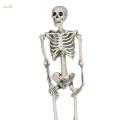 Skull Halloween Skeleton Full Body Realistic Decorations Faux Human Skeleton for Home. 