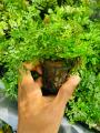 mini bolbitis aquarium plant. 