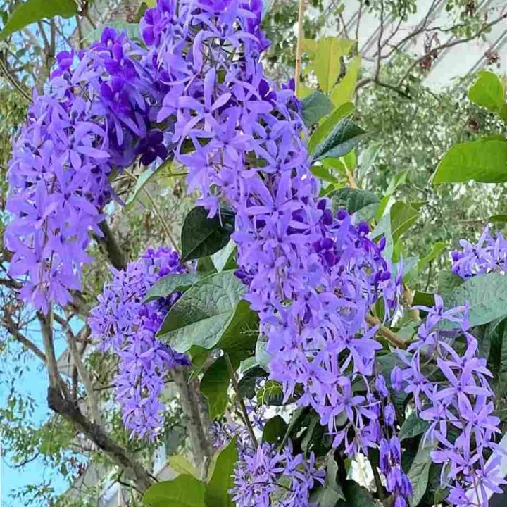 Queen%E2%80%99s%20Wreath%20Plants%20with%20black%20pot%20-%20Image%203