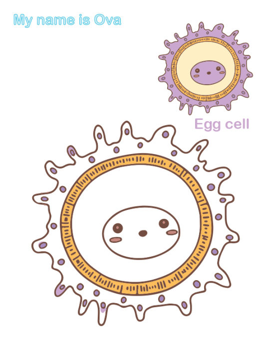 Children%20Activity%20Colouring%20Books%20Biology%20the%20Cells%20-%20Image%207