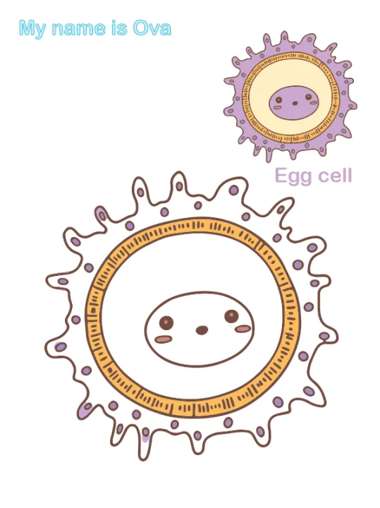 Children%20Activity%20Colouring%20Books%20Biology%20the%20Cells%20-%20Image%207