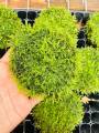 Java moss | low tech | low maintain | non co2. 
