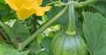 Pumpkin Melboro Seeds Gardening Quality Seeds Agriculture Home. 