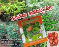 Fast Growing Vegetable Seeds  5 Packets. 