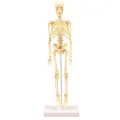 Skeleton Model Practical Ability Smooth Plastic Biological  Science Learning Kit for Kids. 
