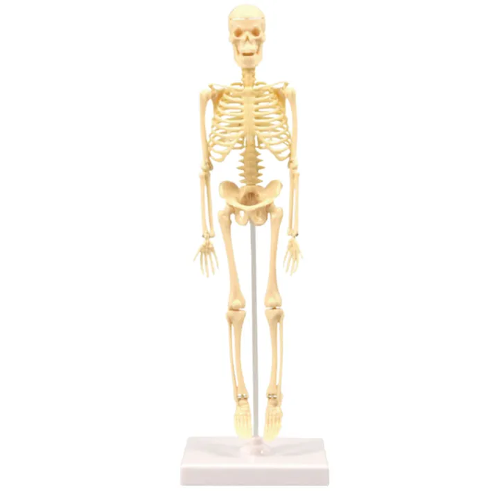 Skeleton Model Practical Ability Smooth Plastic Biological  Science Learning Kit for Kids