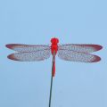 40 Pieces Garden Butterflies Stakes And 8 Pieces Dragonflies Stakes Garden Ornaments for Patio, Totally 48 Pieces. 