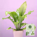 The Bird's Nest Fern/ Asplenium nidus plant with black pot. 