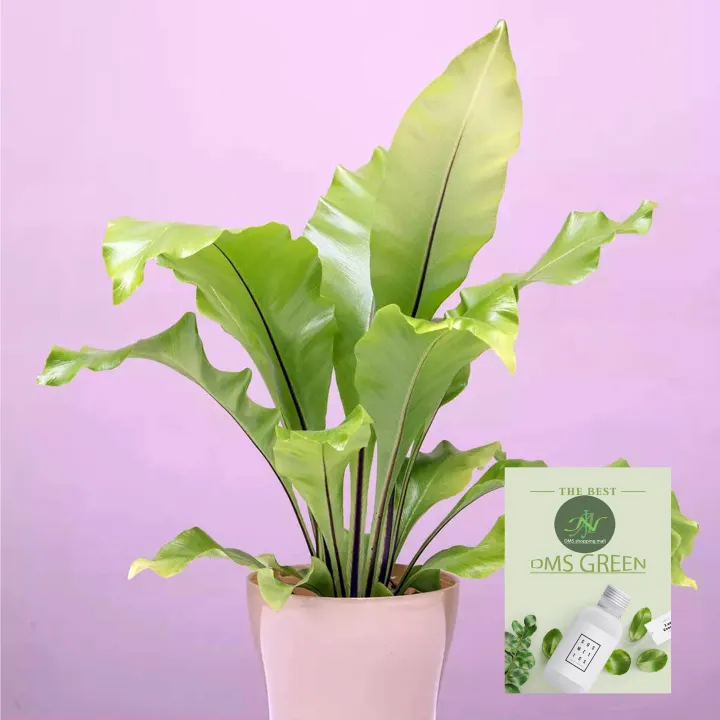 The%20Bird's%20Nest%20Fern/%20Asplenium%20nidus%20plant%20with%20black%20pot%20-%20Image%207