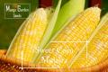 Pearl sweet corn seeds - 20 seed * friendly pot * potted plant, (Pearl corn) vegetable seeds suitable for pots. 