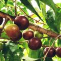 bankok ugurassa plant /large plant/ බැංක‍ොක් උගුරැස්ස  /Governor;s plum/ugurassa  plant. 