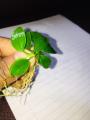 Anubias Nana - Medium Size Live Aquarium Plant for Decoration and Aquascaping. 