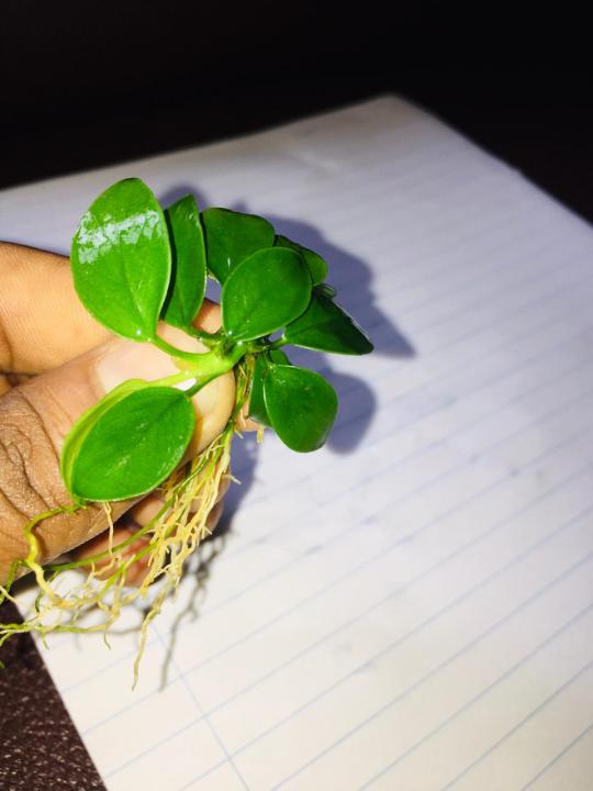Anubias%20Nana%20-%20Medium%20Size%20Live%20Aquarium%20Plant%20for%20Decoration%20and%20Aquascaping%20-%20Image%206