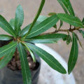 Kubuk Plant. 