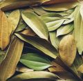 Cinnamon leaves Dried/ cinnamon tea/spices/herbs/. 
