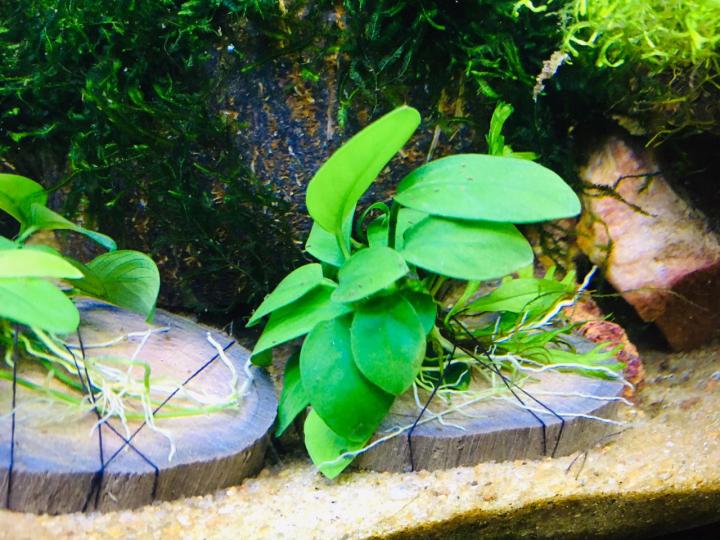 Anubias%20Nana%20-%20Medium%20Size%20Live%20Aquarium%20Plant%20for%20Decoration%20and%20Aquascaping%20-%20Image%204