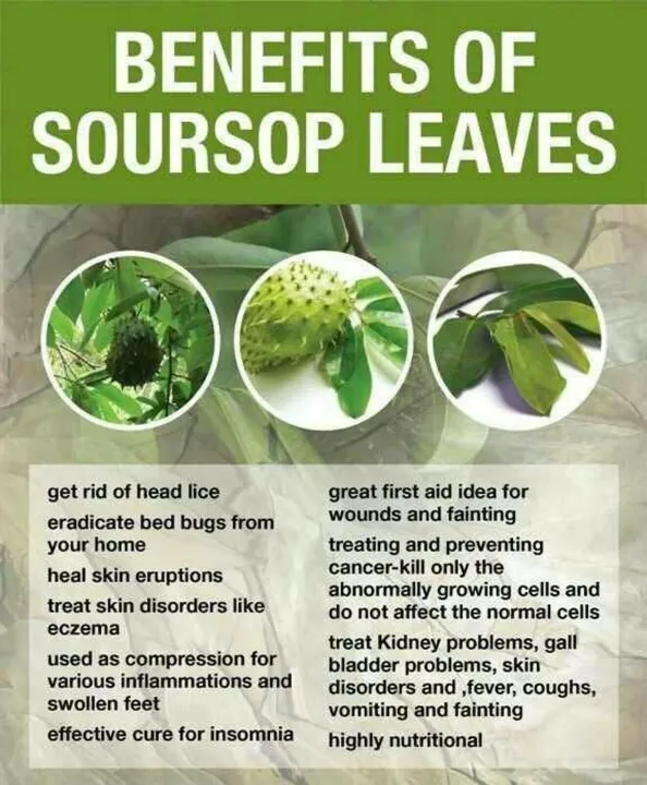 soursop%20Leaf%20Tea%20(Graviola)%20100g%20-%20Image%204