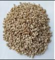 Mushroom Seeds Home Garden High Quality 20g. 