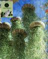 Air Plant- Spanish Moss -Tillandsia Usneoides Aka. 