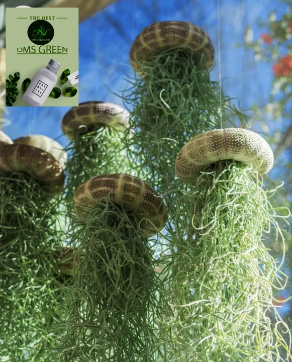 Air%20Plant-%20Spanish%20Moss%20-Tillandsia%20Usneoides%20Aka%20-%20Image%205