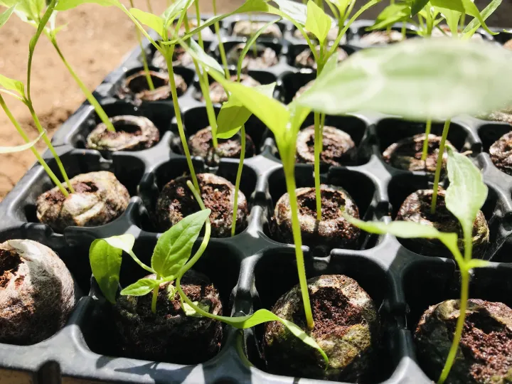 Coco%20pallet/Cocopel%20-%20Image%205