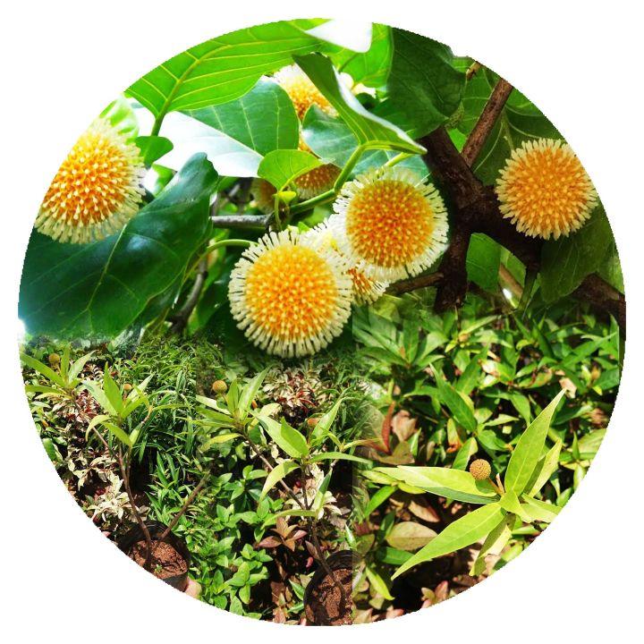 Bakmee plant  kuru bakmee natural plant Sapling cloud good  quality plants Leichhardt plant