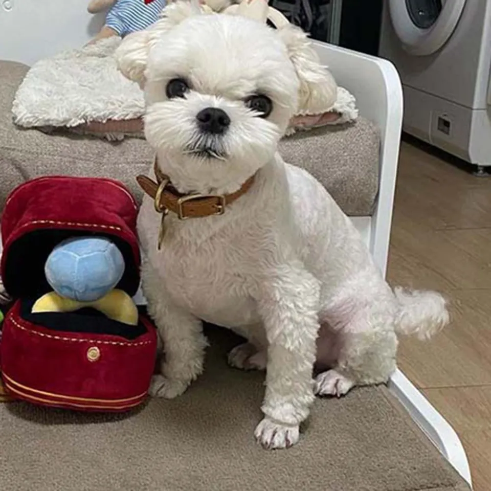 Piece Love Diamond Ring Case Stuffed Pet Chew Toy Sounds Puppies