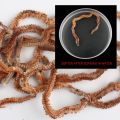 1 pack of freshwater freshwater 6g 10gLu fish cod cod dry sandworm sea fishing worm bait. 