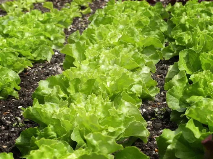 Salad%20Leaves%20Seeds%20Lettuce%20Gardening%20Agriculture%20Home%20seed%20Vegetable%2090%25%20Germination%20-%20Image%205
