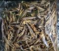 No 01 dry sprats, dry fish, dryed fish 1kg. 