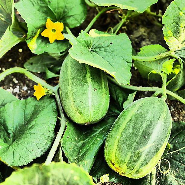 Cooking%20Melon%20Seeds%20Seeni%20Kakiri%20Beeja%201g%20-%20Image%203