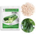 Cucumber Bona Fide F1 Hybrid 10 Seeds පිපිඤ්ඤා බීජ. 