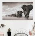 Wall prints and peninsula wildlife elephant black African canvas painting Scandinavian Cuadros living room art painting. 