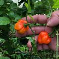 Scotch Bonnet Dark Green Chilli Nai Miris Nai Hot Pepper Chili නයි මිරිස් බීජ 10 Seeds Garden Agriculture. 