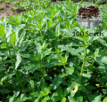 Mukunuwanna 100 Seeds  (Alternanthera sessilis) for Natural Organic Farming Vegetable, Fruit & flower Seed. 