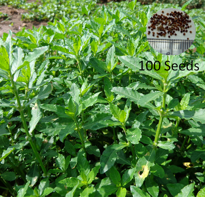 Mukunuwanna 100 Seeds  (Alternanthera sessilis) for Natural Organic Farming Vegetable, Fruit & flower Seed