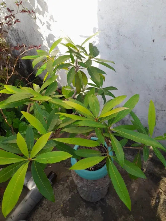 Bonsai%20Mee%20Tree%20-%20Image%202