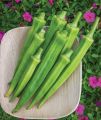 F1 Hybrid Okra Jeewani Seeds 10g Bandakka Beeja බණ්ඩක්කා බීජ Home Gardening Agriculture. 