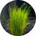 Dwarf Hairgrass  Aquarium Plant | Fast-Growing Carpet Aquatic Plant for Freshwater Tanks | Ideal for Aquascaping & Natural Decor | Easy to Grow & Maintain | Healthy Live Plants in Sri Lanka | SAPLING CLOUD Official Store. 