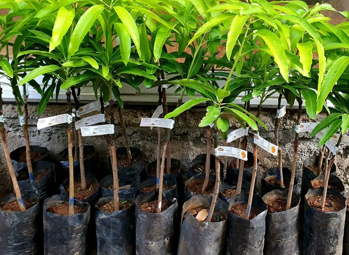 TOM%20EJC%20Mango%20plant%20-%20Image%202