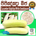 Cucumber Kalpitiya White Seeds Beeja Gardening Agriculture Home. 