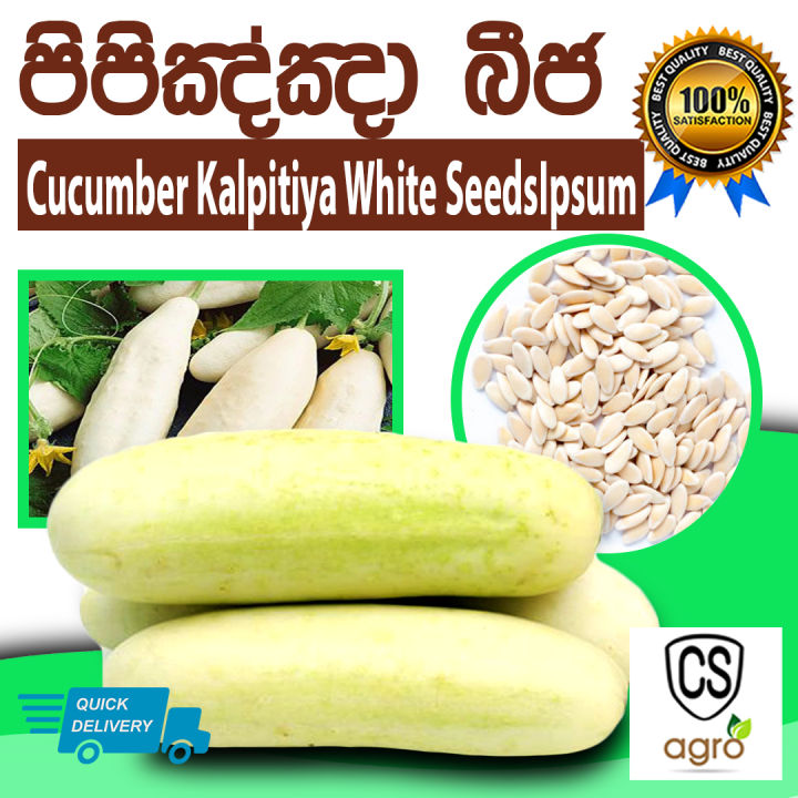Cucumber Kalpitiya White Seeds Beeja Gardening Agriculture Home
