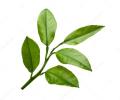 Yaki Naran Leaf Powder 200g (100% Natural). 