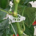 Garden Tomato Trellis Clips Perfect for Tomatoes, Cucumbers, Peppers, Melons, and other vine crops, flowers and plants Plant Support Clip. 