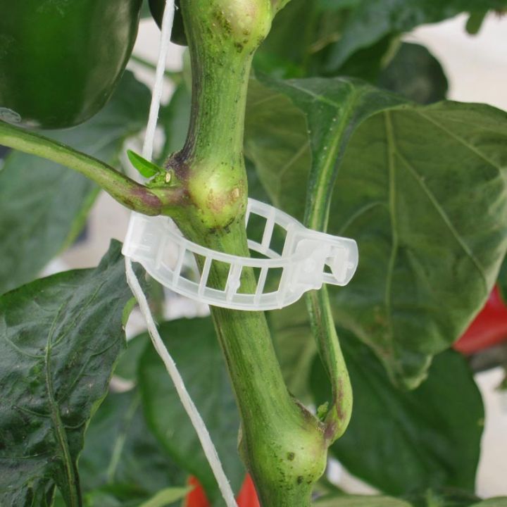 Garden%20Tomato%20Trellis%20Clips%20Perfect%20for%20Tomatoes,%20Cucumbers,%20Peppers,%20Melons,%20and%20other%20vine%20crops,%20flowers%20and%20plants%20Plant%20Support%20Clip%20-%20Image%206