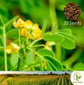 තෝර Cassia Tora 20 Seeds for Natural Organic Farming Vegetable, Fruit & flower Seed. 