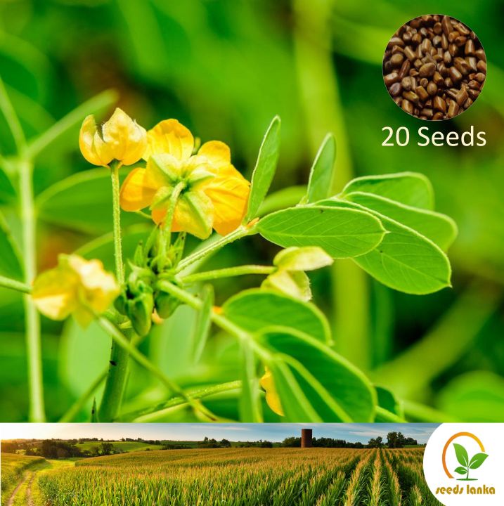 %E0%B6%AD%E0%B7%9D%E0%B6%BB%20Cassia%20Tora%2020%20Seeds%20for%20Natural%20Organic%20Farming%20Vegetable,%20Fruit%20&%20flower%20Seed%20-%20Image%203
