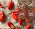 anamaya Bhut Jolokia Chilli | King Chilli | Naga King Chilli | Ghost Pepper | 25 Gm Food Grade Jar | Sourced from Nagaland|Whole (FROM INDIA FAAZ). 