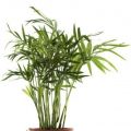 Green bamboo kola una plant. 