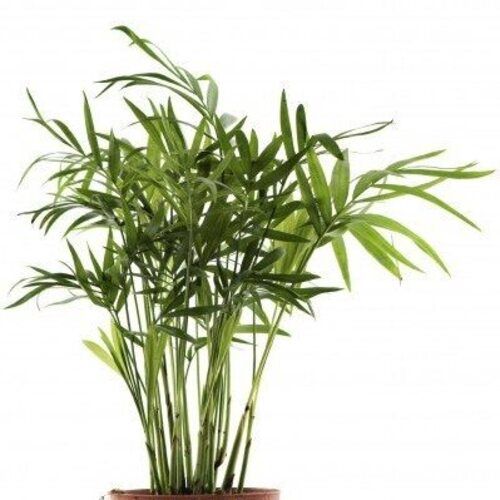 Green bamboo kola una plant